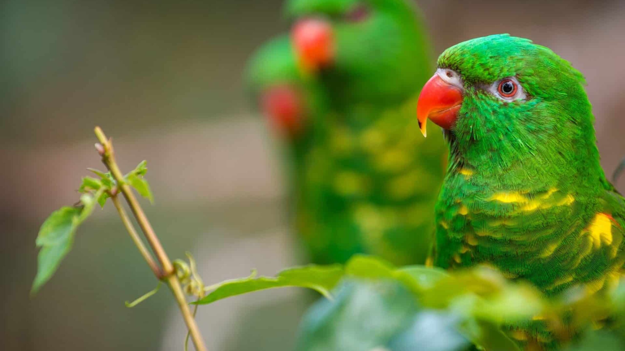 Three vividly colored green parrots with bright red beaks are perched among lush green foliage, showcasing the area's rich biodiversity. The parrot in the foreground is in sharp focus, displaying detailed feathers, while the two parrots in the background are slightly blurred, creating a depth of field effect.
